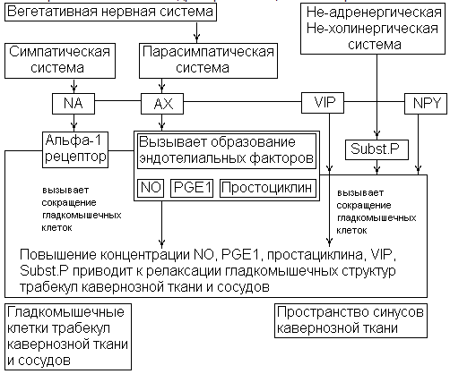 Народные средства для потенции у женщин Народные средства для потенции у женщин целители таких случаях