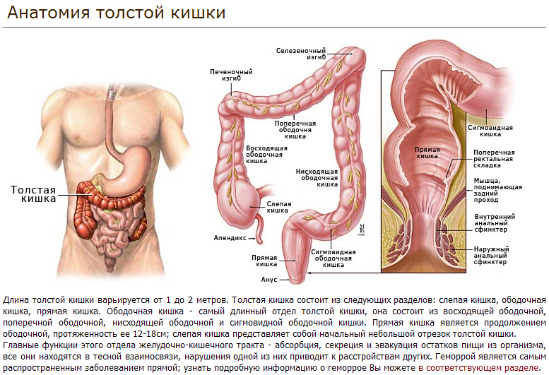 Толстая Кишка Где Находится Фото