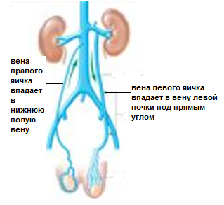 Расширение вен канатика