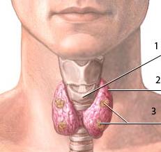Как Выглядит Щитовидной Железы Фото