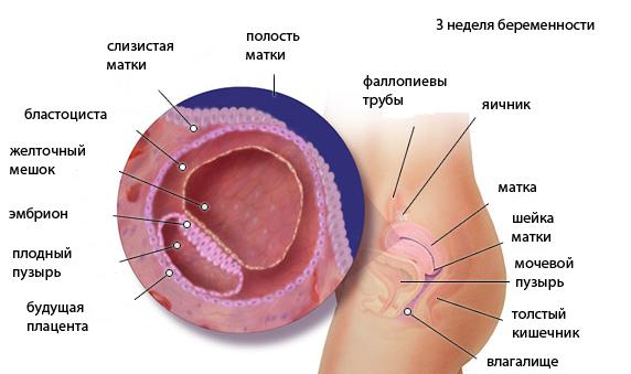 Три Недели Беременности Фото Плода