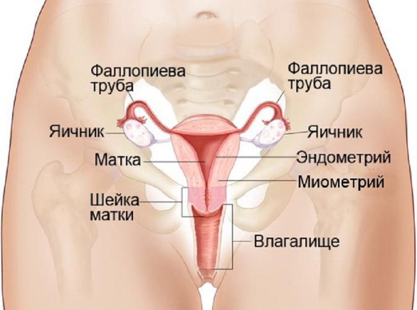 Где находятся яичники у женщины фото и как